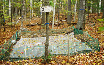 Photo of a plot on the forest floor used to measure fallen leaves and soils.