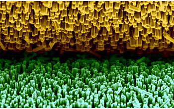 A scanning electron microscopy image showing piezoelectric zinc oxide nanowires