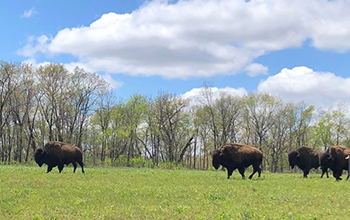 bison at Nachusa Grasslands