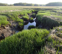 The Plum Island marsh expanse in summer at low tide.