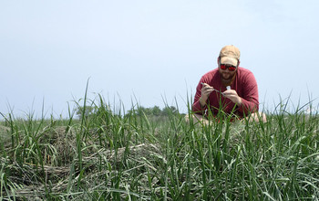 Researcher Patrick Kearns fills tubes of mud to look at microbes' responses to nutrients.