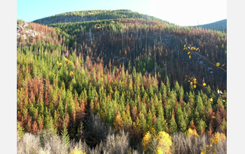 Photo of parts of the Okanogan National Forest that were not consumed by wildfire.