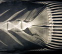 Photo of a fish x-ray reveals detailed anatomical features.