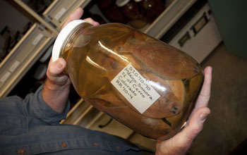 Photo of specimens collected in waters off Mexico that will be processed thanks to funds from NSF.