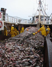 Photo of croakers on the deck of a boat.