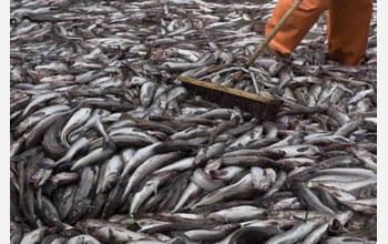 Photo of a broom being used to move Alaskan pollock on the deck of a ship.