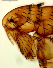 Flea species <em>Parapulex chephrensis</em>