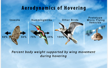 Aerodynamics of hovering