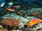 coral reefs of the Flower Garden Banks National Marine Sanctuary