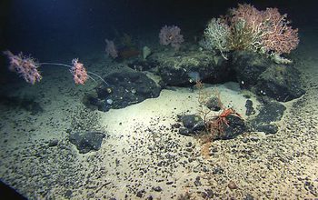 Multimedia Gallery Basalt Rocks On And Under The Ocean Bottom