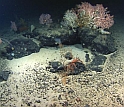 Rocks made of basalt on and under the ocean bottom harbor surprising numbers of deep-sea bacteria.