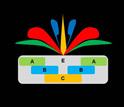 the ABCE model of floral organ identity.