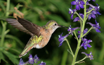 Photo of a female broadtailed hummingbird collecting nectar from the flowers of tall larkspur.