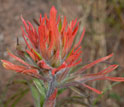 Photo of flowers of Indian paintbrush.