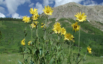 Photo of Aspen sunflowers in a montane meadow with mountains in the background.