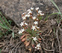 Photo of flowers of rock jasmine.