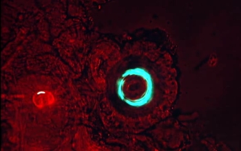 close up of a fruit fly eye