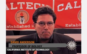 Cal Tech biologist David Anderson describes his interest in the neural circuits of fruit flies.