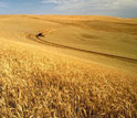 a field of wheat with a road through the center of the image.