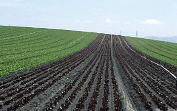 rows of unplanted crops in center and rows of planted crops on right and left.