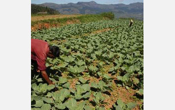 people working in a field planted with crops.