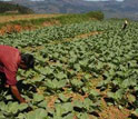 people working in a field planted with crops.