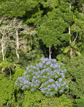 Rainforests on Barro Colorado Island