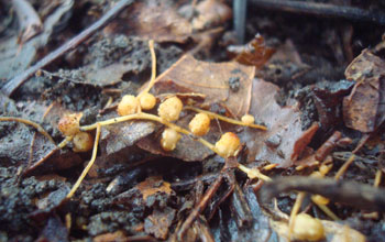 Symbiotic root nodules in a lowland tropical rainforest
