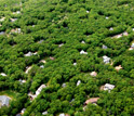 Houses perforate an oak forest on Martha's Vineyard, Mass.