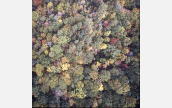 Photo of a forest.