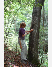 Researchers measure the diameter of trees to track responses to environmental change.