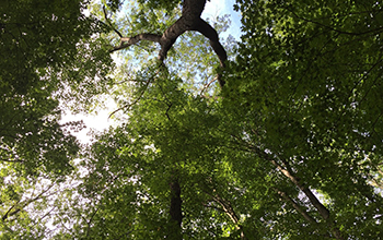 forest trees