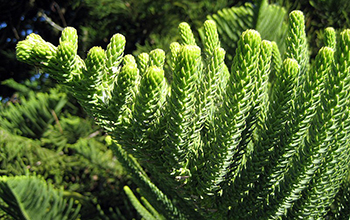 Araucaria heterophylla