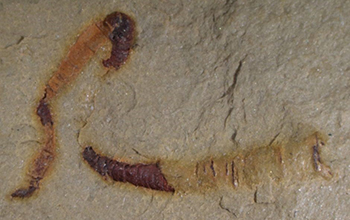 a fossilized cloudinomorph