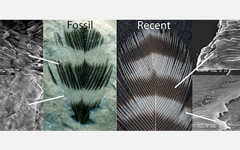 Striped fossil feather and recent woodpecker feather show melanosomes in dark, but not light, areas.