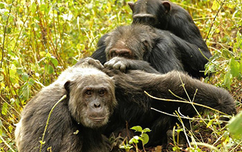 three males groom together