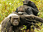 How'd we get so choosy about friendships late in life? Ask the chimps