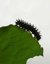 Photo of a Mormon Fritillary caterpillar feeding on a leaf.