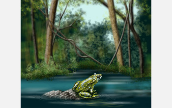 Illustration of a frog sitting on a rock in a pond.