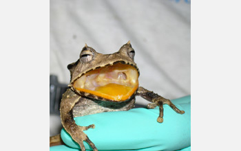 Photo of a Panama marsupial frog being tested for the presence of the microscopic fungus.