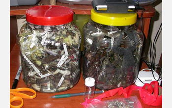 Photo of two jars of dead frogs, all killed by the fast-moving infectious disease.