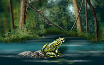 illustration showing a frog on a rock in water