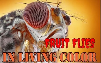 fruit fly