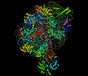 structure of the ribosome