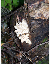 Photo of fungi on a log.