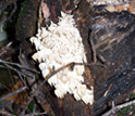 Photo of fungi on a log.