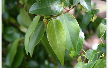 Photo of tree leaves that host harmless fungi known as endophytes.