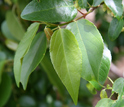 Photo of tree leaves that host harmless fungi known as endophytes.