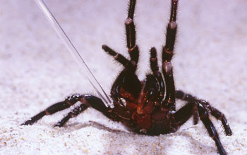 Blue Mountains funnel-web spider