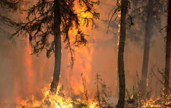 LTER scientists work to determine what affects forest recovery after a fire.